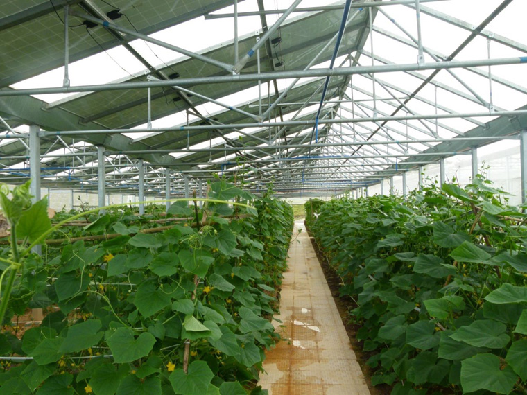 光伏农业大棚前景怎么样，怎样有效利用光伏农业大棚